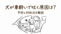 犬が車酔いで吐く原因は？予防と対処法を解説