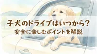 子犬のドライブはいつから？安全に楽しむポイントを解説