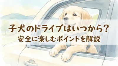 子犬のドライブはいつから？安全に楽しむポイントを解説